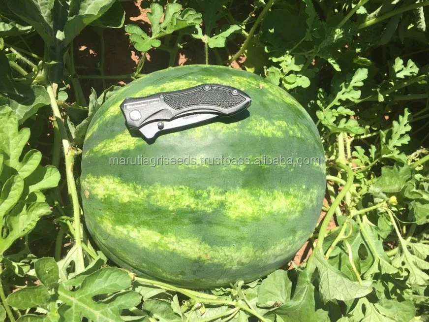Seeds Of Watermelon Buy Indian Watermelon F1 Hybrid For Sale,Indian