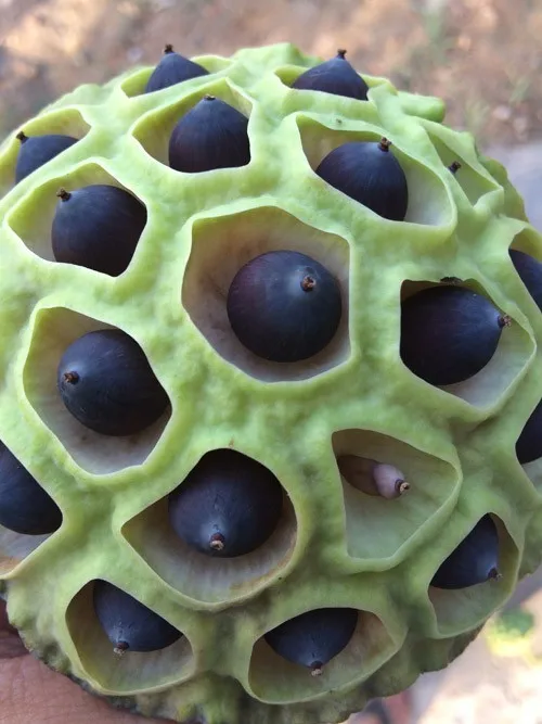 dried black lotus seed high quality