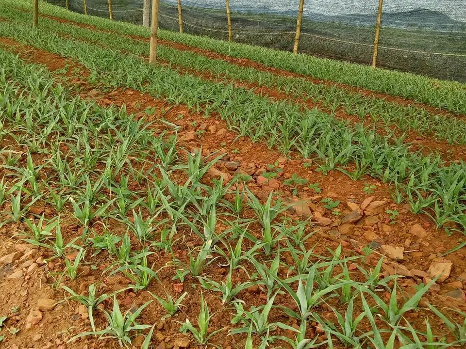 Md2 Golden Pineapple Tissue Culture Seedlings Ms Mai +84 979051378 Buy Md2 Pineapple Seedlings