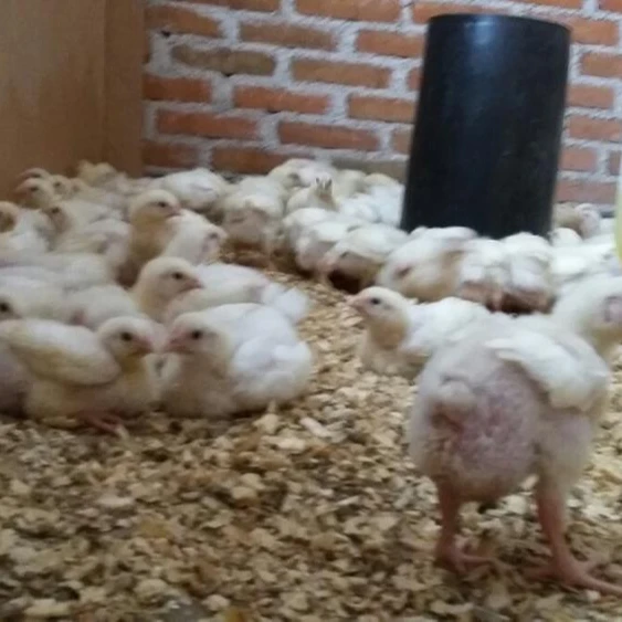 Live Chicken For Salehealth Certified Live Chicken Buy Cage For Transport Live Chickenspoultry House For 10000 Chickenspoultry Feeders And