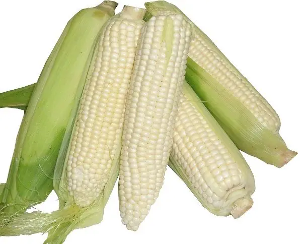 white-corn_white.jpg