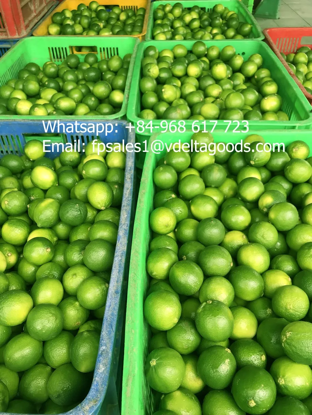 Bulk Lime Low Price/lime Vietnam Export Standard/ms.hanna Buy Lime