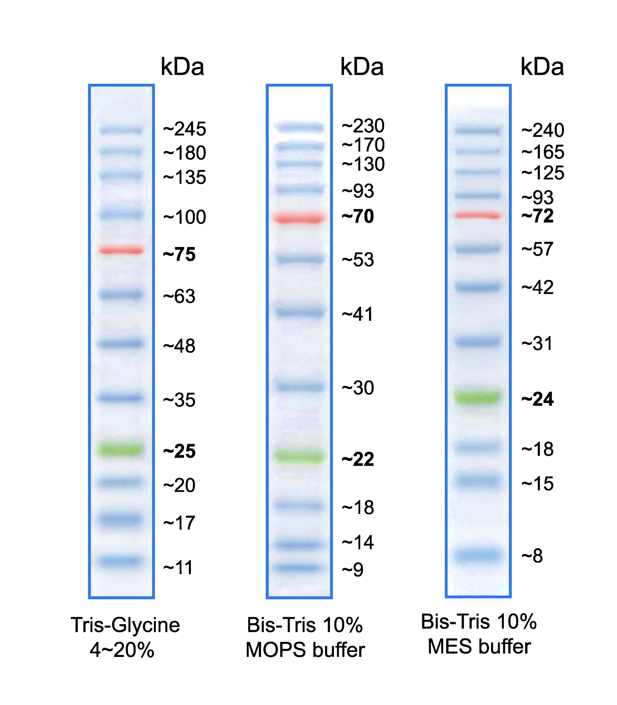 Biorad protein ladder