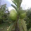 White Guava /Gova/Pesidium Guajava Fresh Fruits Indian Guava