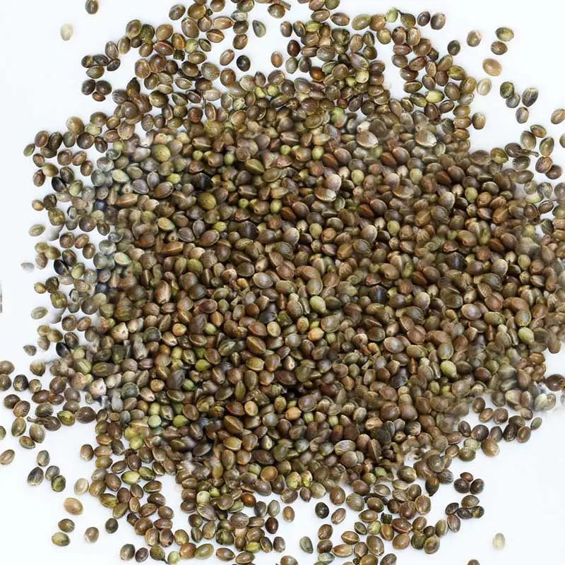 Hemp Seed (conventional)/ Hemp Seed - Buy Hemp Seed For Sale,Agricultural Hemp  Seeds,Hemp Seeds Sale Product on Alibaba.com