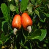 Healthy and Rich in Nutrients Raw Cashew Nuts