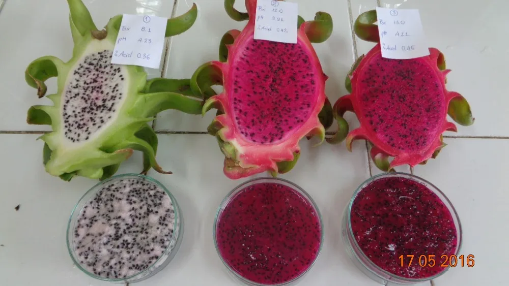 Iqf Frozen Dragon Fruit (pulp,Chunk,Dice) Both White & Red Flesh