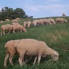 White Saanen Goats, Live Boer Goats. Awassi Sheep, Cattle, Lambs good price
