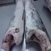 High quality Cat Fish Fillet , FROZEN EEL FISH Affordable Rate