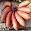 Best Quality & Lowest Price Of Red Banana