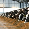 High protein best quality cattle feed soybean doc And Dairy Cow For Sale ...