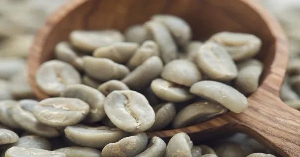 green coffee bean wholesalers