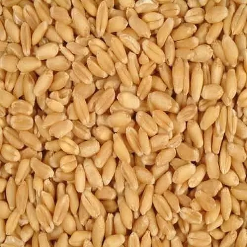 milling-wheat-500x500.jpg