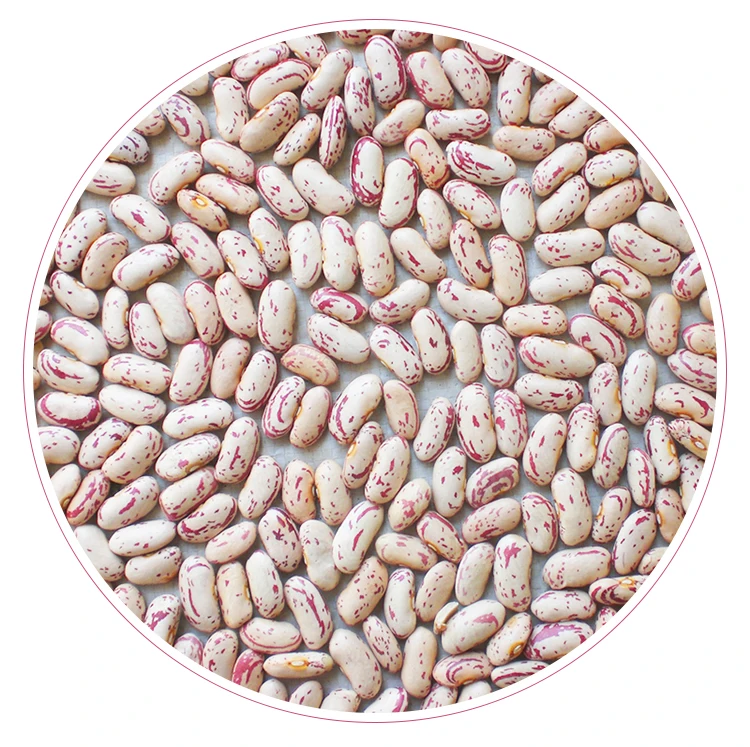 
Long Shape Light Speckled Kidney Bean 
