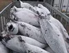 gh Quality Frozen Bonito Skipjack Fish Tuna Fish for Sale