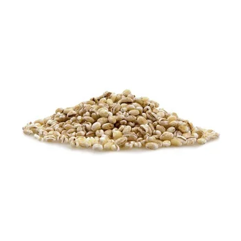 bulk supplier malted barley seeds at best price