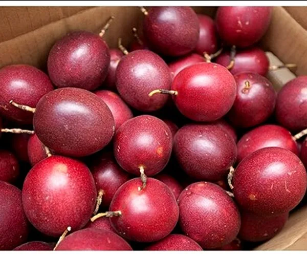 Bulk Frozen Passion Fruit From Viet Nam Cellphone +84 845 639 639 In