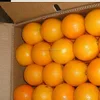 Citrus Fruits ( lemon - Orange - Mandarin )
