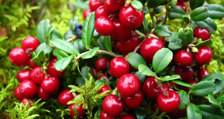 extract lingonberry,powdered natural extract - buy bilberry extr