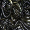 Live Eel Fish / Fresh Eel Fish