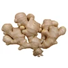 Fresh Ginger - High Quality and Best Price/ ginger price