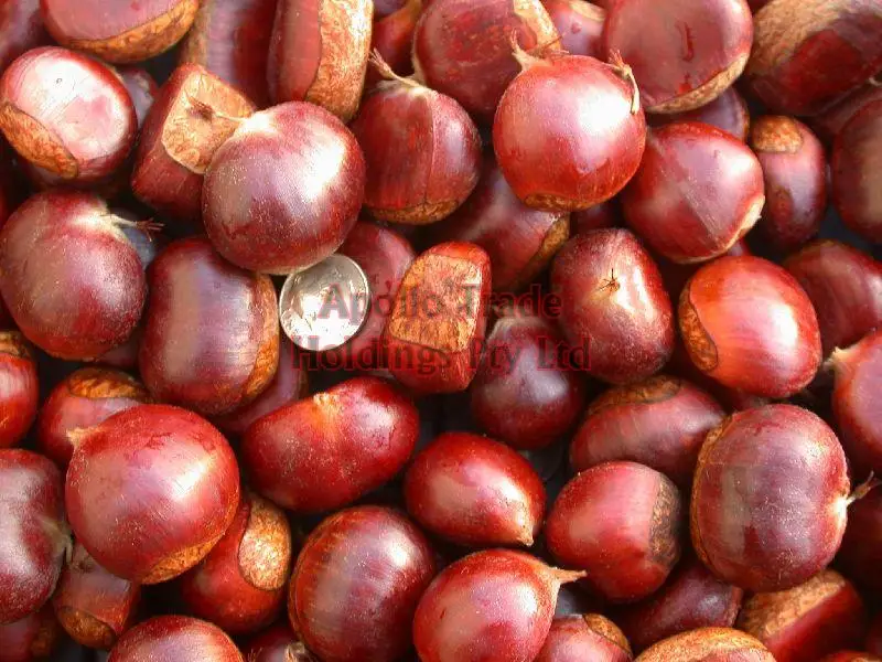 Fresh Wholesale Chestnut Buy Chinese Chestnuts For Sale,Eating