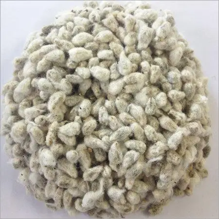 hybrid cotton seeds seeds