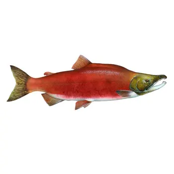 sockeye salmon photos