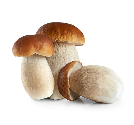 
Dried Boletus Edulis, porcini mushrooms, edible raw material, ingredients for medicine, spices, supplements, flavourings 