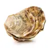QUALITY OYSTER