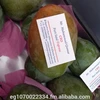 EGYPT FRESH MANGO , export fresh fruits from egypt