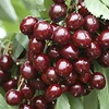 Fresh Sweet Cherries / Fresh Cherry Fruit /Red Cherry for Sale