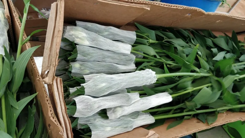 LDPE White Plastic Rose Bud Sleeve Protection Net—SUGRAND