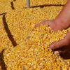 Best quality Non GMO yellow corn maize, Yellow Corn,Popcorn