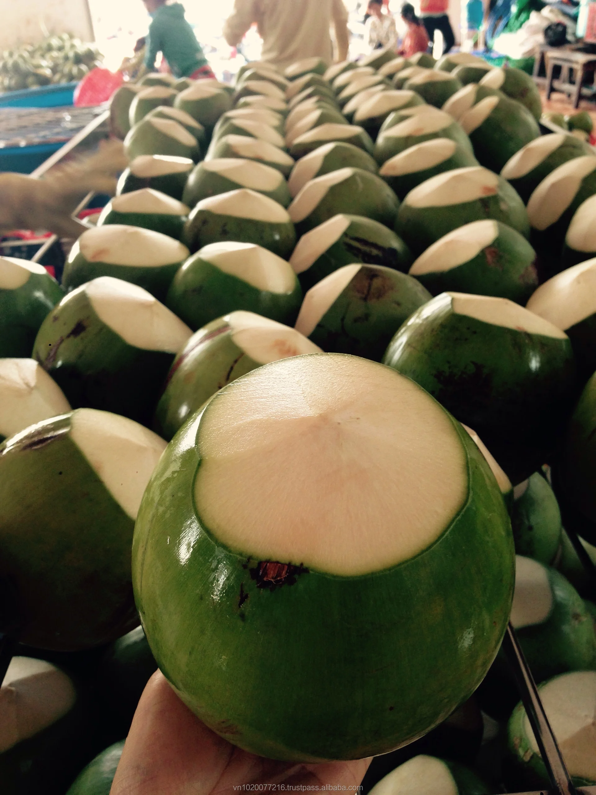 Fresh Coconut Buy Fresh Coconuts For Sale,Fresh Coconuts In Container