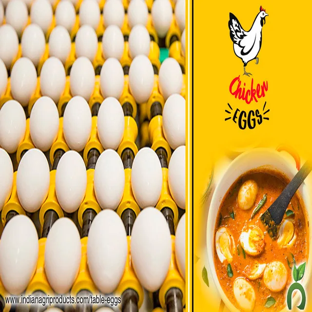 Fresh Chicken Egg Supply To Kenya Market Buy Fresh Chicken Egg Supply