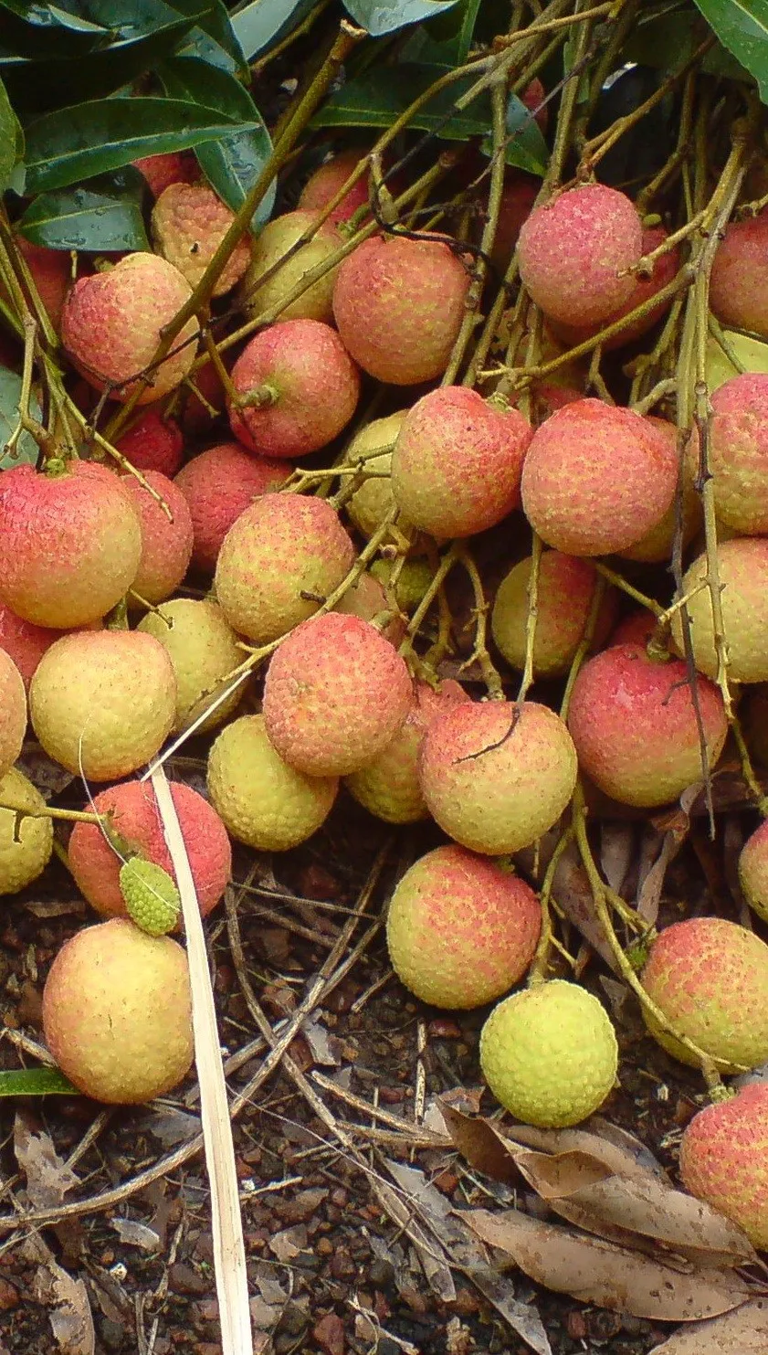 Canned Lychee Whole Foods / Canned Lychee In Syrup/ Whatsapp +84 845 639639 Buy Canned Lychee