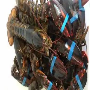 Whole Classic Frozen Slipper Lobster 