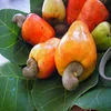 Fresh Style Cashew Nuts and Kernels