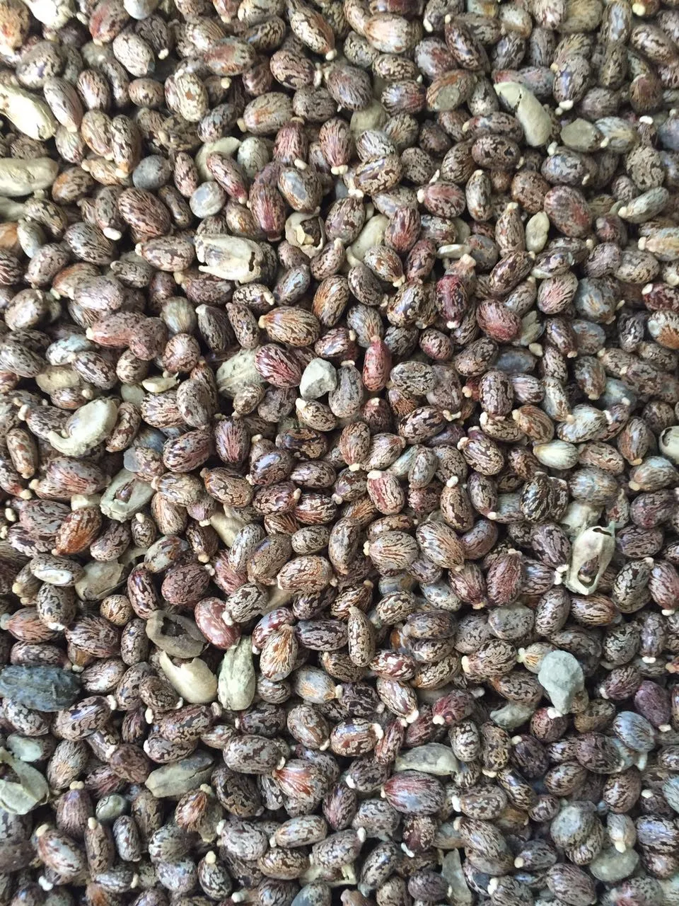 Castor Seeds Buy Castor Bean Seeds,Castor Oil Seeds For Sale,Castor