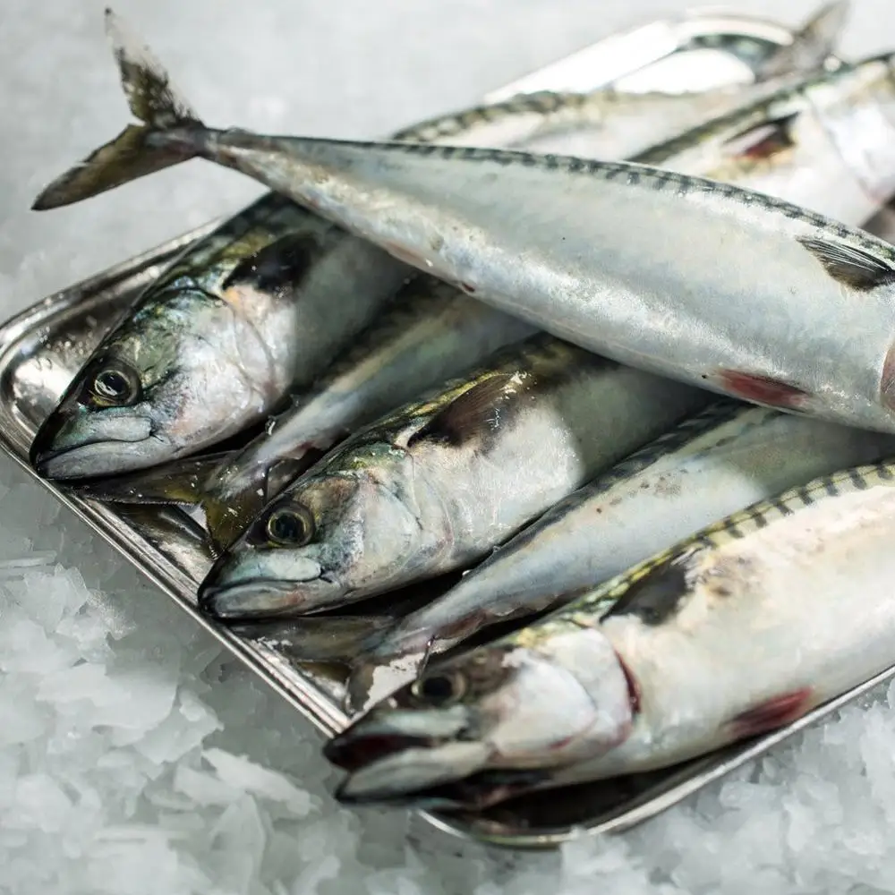 mackerel, pacific mackerel, atlantic mackerel