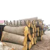 TIMBER LOGS OF OAK/BEECH/ASH