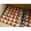 Farm Fresh Chicken Table Eggs Brown and White Shell Chicken Eggs For Sale