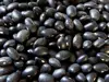 Soybean, green beans, Kidney Beans,black beans with cheapest price