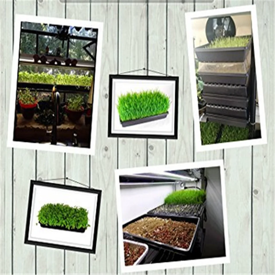 seedling trays.png