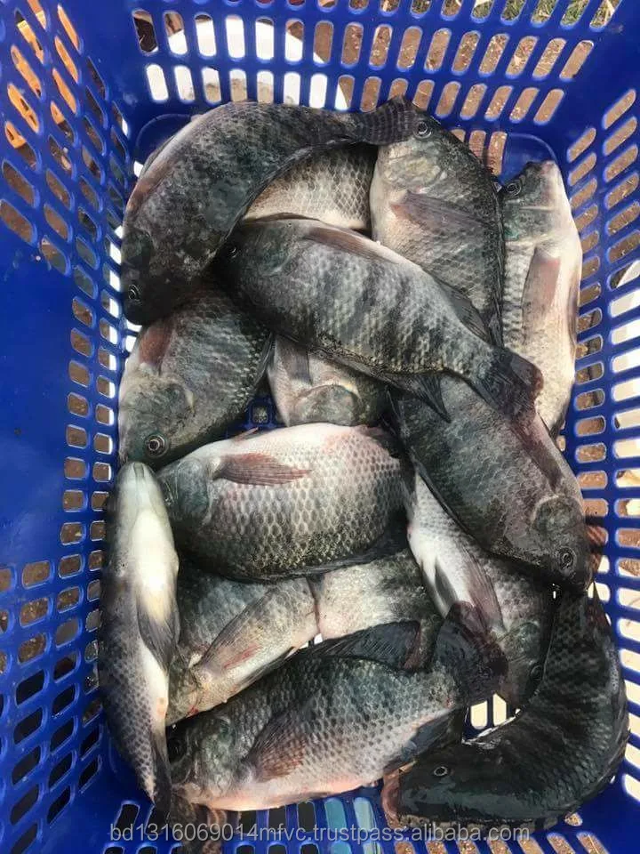 High Quality 100 Halal Grade Fresh Tilapia Fish From Bangladesh Buy