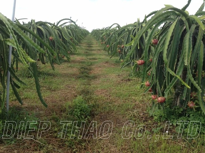 VIETNAM FRESH/ DRIED DRAGON FRUIT/ PITAHAYA