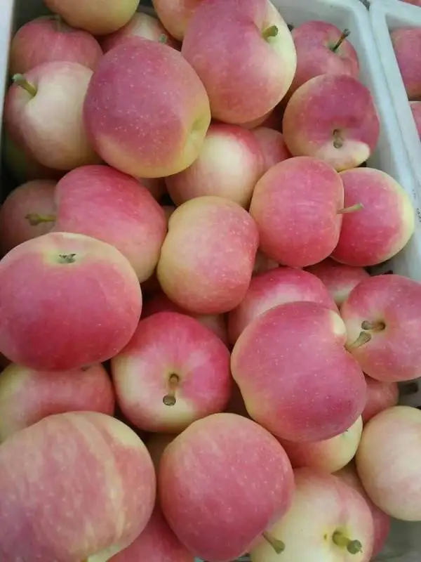 Hot Selling Golden Crisp Apples With Low Price Buy Hot Selling Golden Crisp Apples With Low