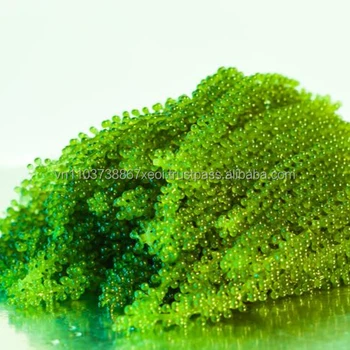 seaweed green
