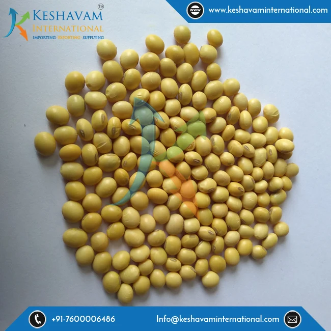 Wholesale Supplier Of Soybean Seed In India/ Bulk Soybean Seed For Sale